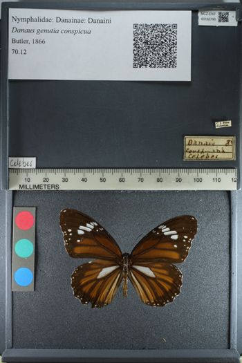 Media type: image;   Entomology 165790